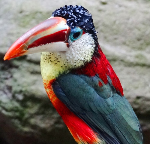 Resultado de imagem para papagaio australiano cheio de penas